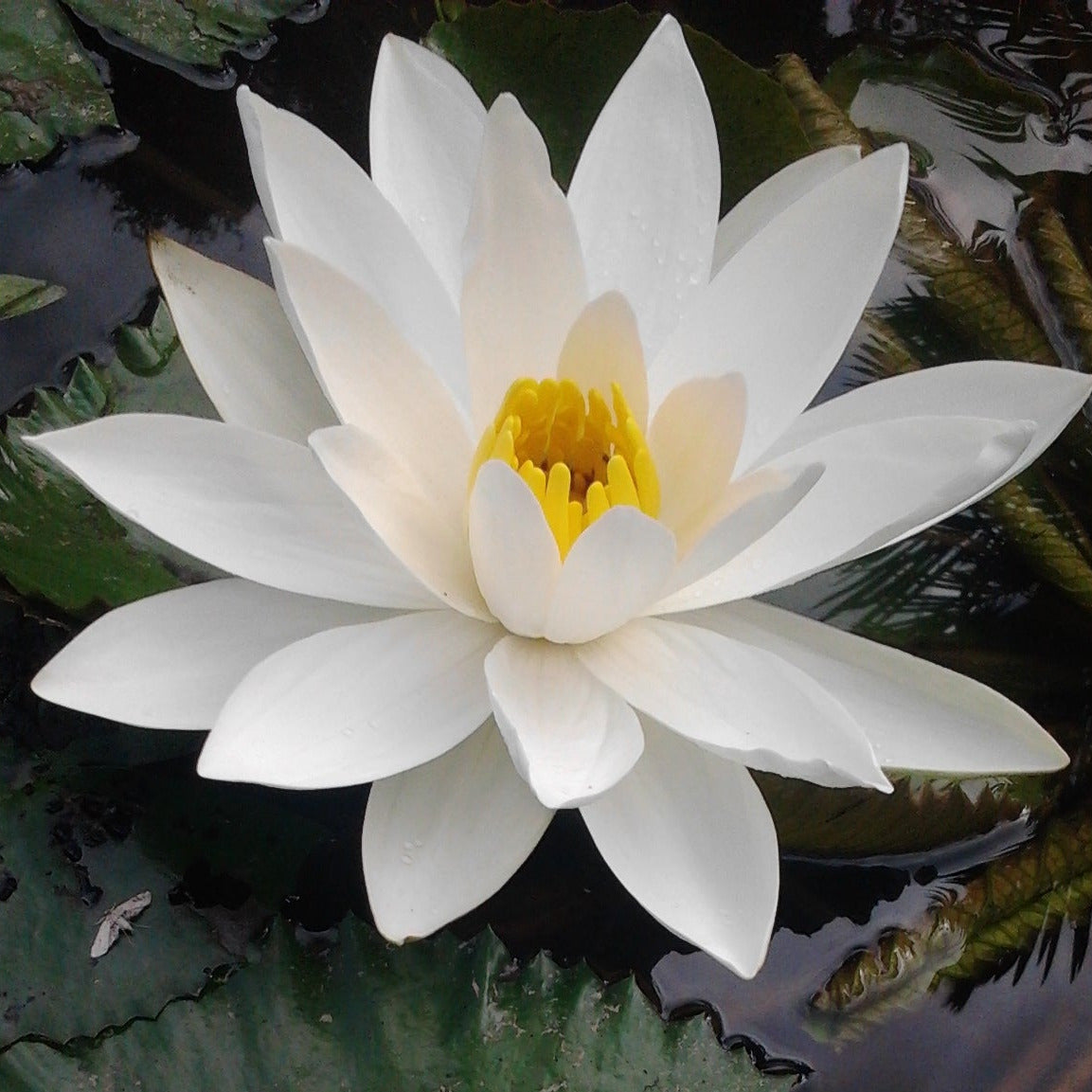 AURA Angelic Universal Regression Alchemy